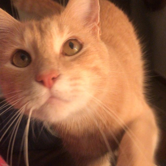 Meet your Posher, Viana - Picture 1 of 1